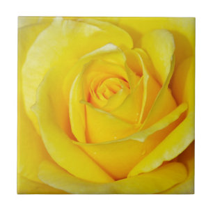 Carreau Beaux pétales de rose jaunes