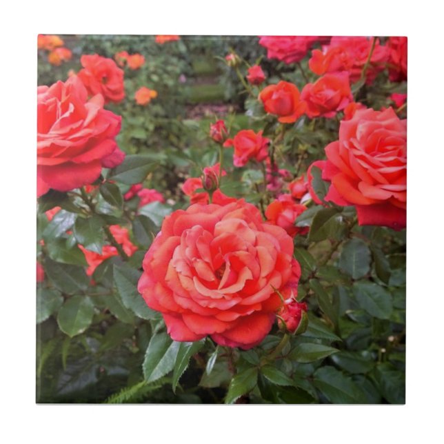 Carreau Beaux Roses, Portland, Oregon (Devant)