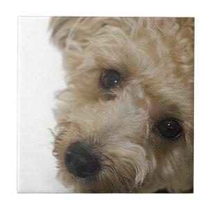 Carreau Beaux yeux d'un chiot de Yorkie Poo