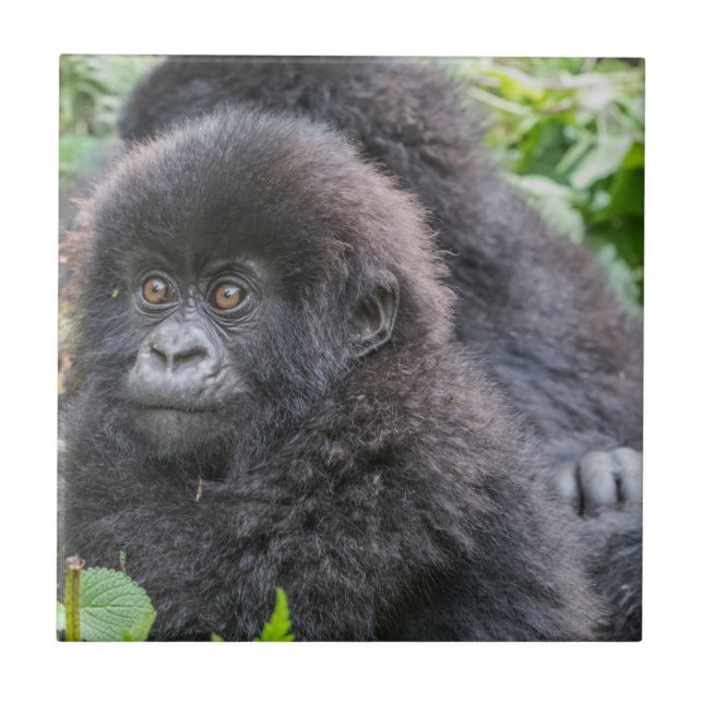 Carreau Bébé gorille des montagnes (Devant)