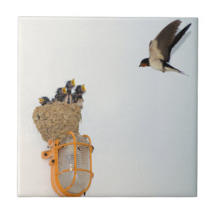 Carreau Bébé Graine hirondelle nourrie par leur mère