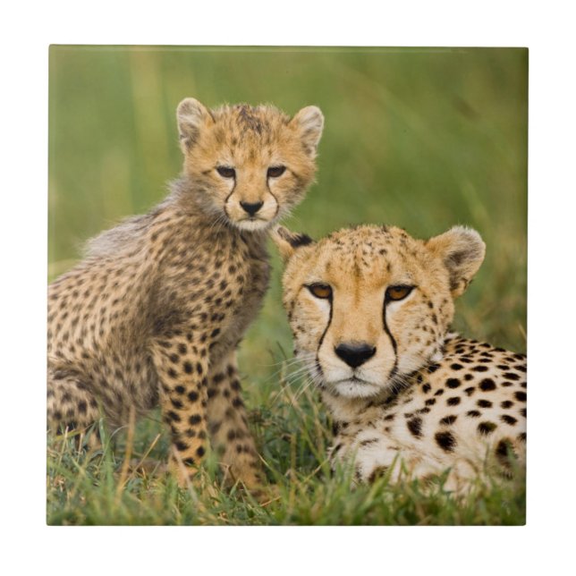 Carreau Bébé guépard et parent dans l'herbe (Devant)
