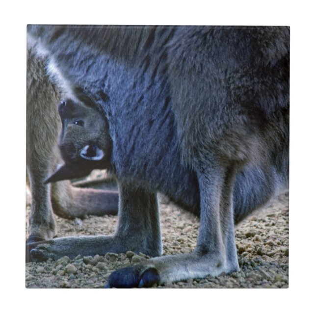 Carreau Bébé kangourou dans la poche de sa mère - Australi (Devant)
