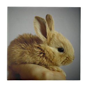 Carreau Bébé Lapin Mignon dans la Main