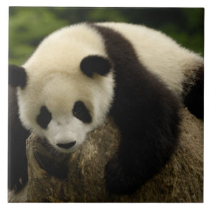 Carreau Bébé panda géant (Ailuropoda melanoleuca)