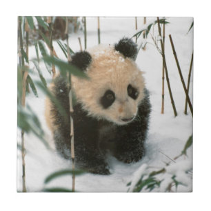 Carreau Bébé panda sur la neige, Wolong, Sichuan, Chine
