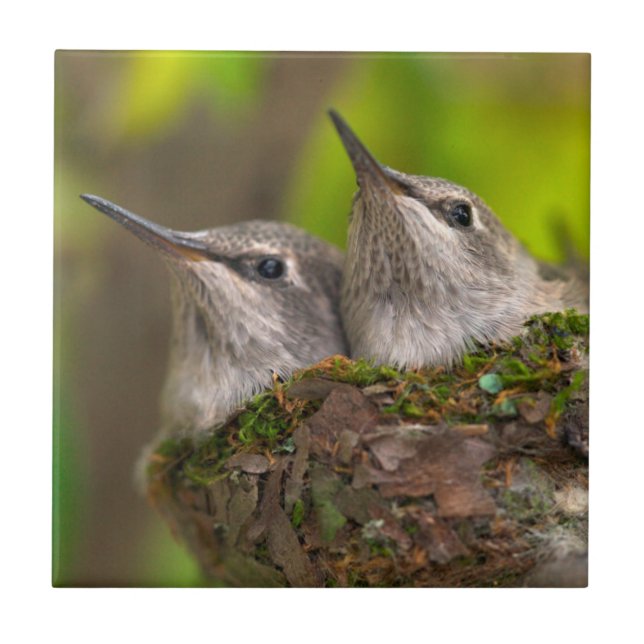 Carreau Bébés colibris (Devant)