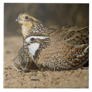 Carreau Bébés de caille nordique Bobwhite à l'étang pour b