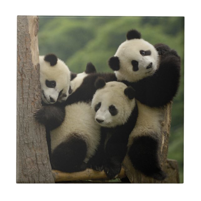 Carreau Bébés panda géant Ailuropoda melanoleuca) (Devant)