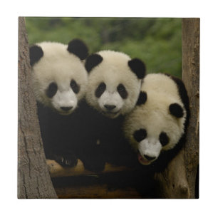 Carreau Bébés pandas géants Ailuropoda melanoleuca)