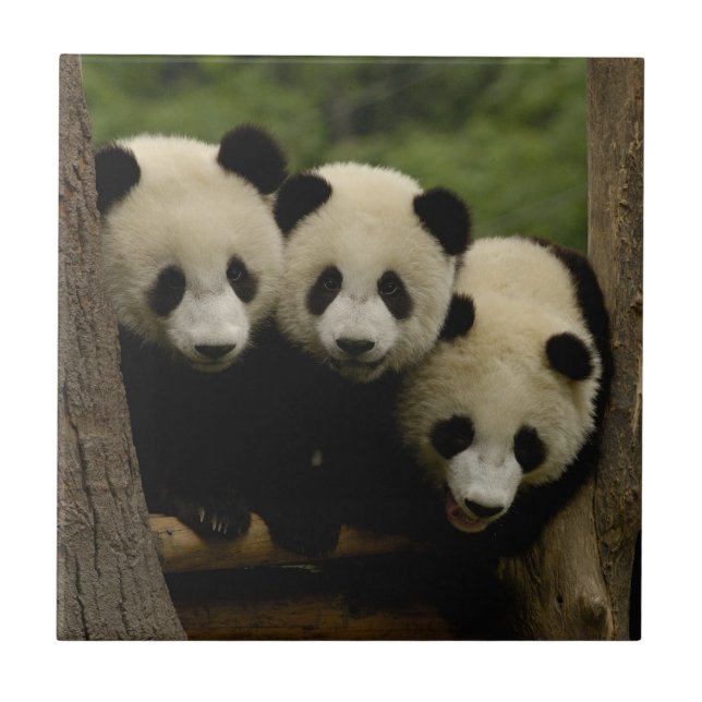 Carreau Bébés pandas géants Ailuropoda melanoleuca) (Devant)