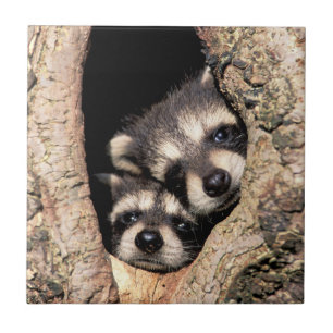 Carreau Bébés ratons laveurs regardant hors d'un arbre