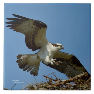 Carreau Bécasseau d'Osprey à l'atterrissage
