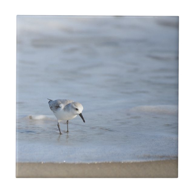 Carreau Bécasseau solitaire marchant sur la plage  (Devant)