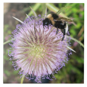 CARREAU BEE ET LA FLEURS DE TEASEL