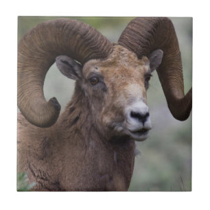 Carreau Bélier de mouton bighorn des montagnes rocheuses