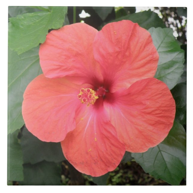 Carreau Belle Carrelage à fleurs d'Hibiscus orange (Devant)