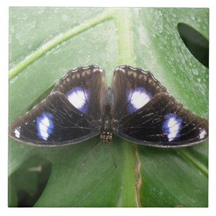 Carreau Belle Carrelage Bleu À Papillon