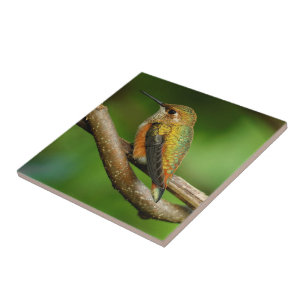 Carreau Belle colibri roux sur des vignes entrelacées