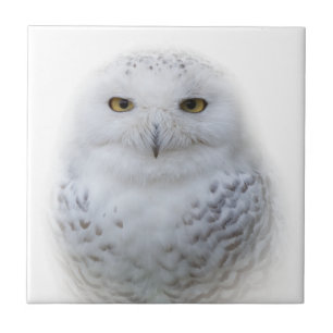 Carreau Belle, Dreamy et Serene Snowy Owl