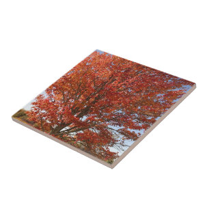 Carreau Belle érable d'automne en Feuille rouge