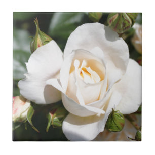 Carreau belle fleur de rose blanche. amour et romance