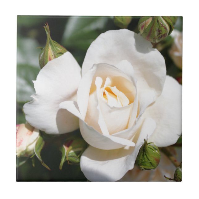 Carreau belle fleur de rose blanche. amour et romance (Devant)