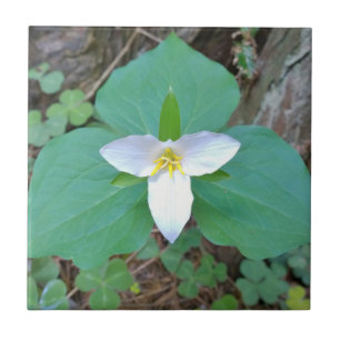Carreau Belle Fleur de Trillium Blanc dans la forêt