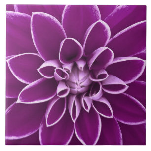 Carreau Belle fleur pourpre de dahlia