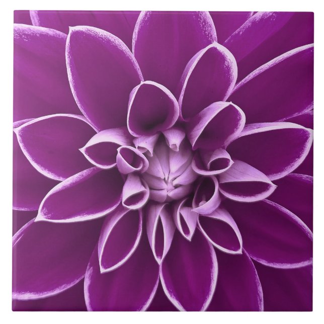 Carreau Belle fleur pourpre de dahlia (Devant)