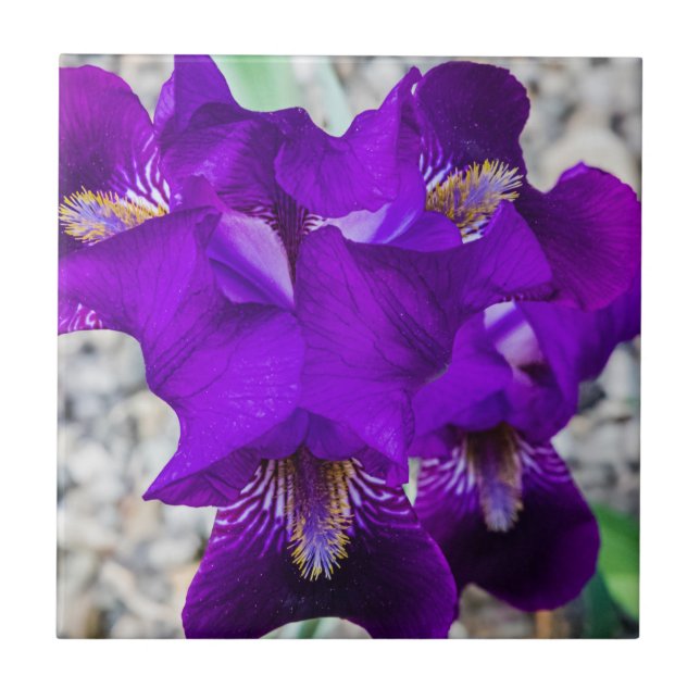 Carreau Belle iris violet (Devant)