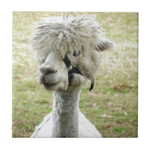 Carreau Belle Llama blanche