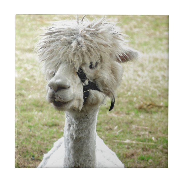 Carreau Belle Llama blanche (Devant)