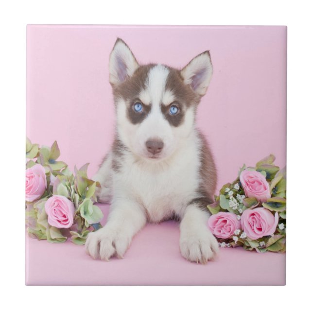 Carreau Belle marionnette Husky aux roses roses roses (Devant)