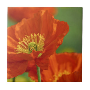 Carreau Belle Pavot Rouge