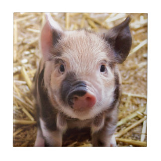 Carreau Belle photo d'un bébé porc