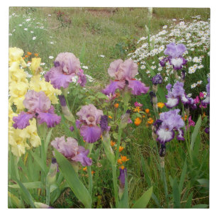 Carreau Belle photo florale d'iris violet