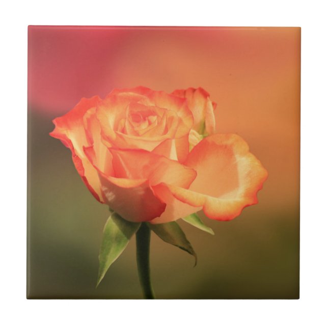 Carreau Belle photographie de rose romantique (Devant)