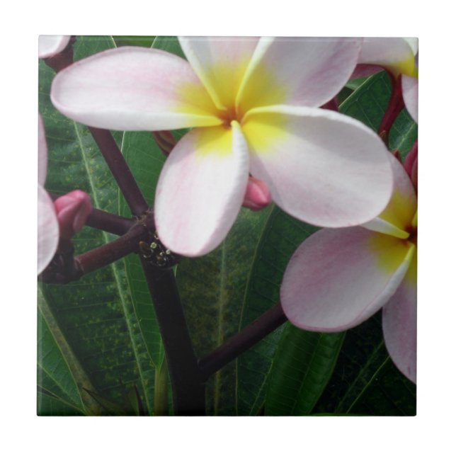 Carreau Belle Plumeria rose et jaune Carrelage de cuisine (Devant)
