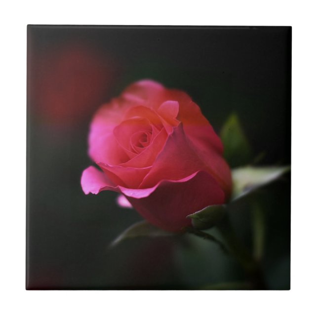 Carreau Belle Rose Rouge (Devant)