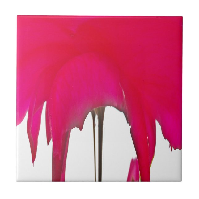 Carreau Belle rose rouge extraordinaire sous le ciel blanc (Devant)