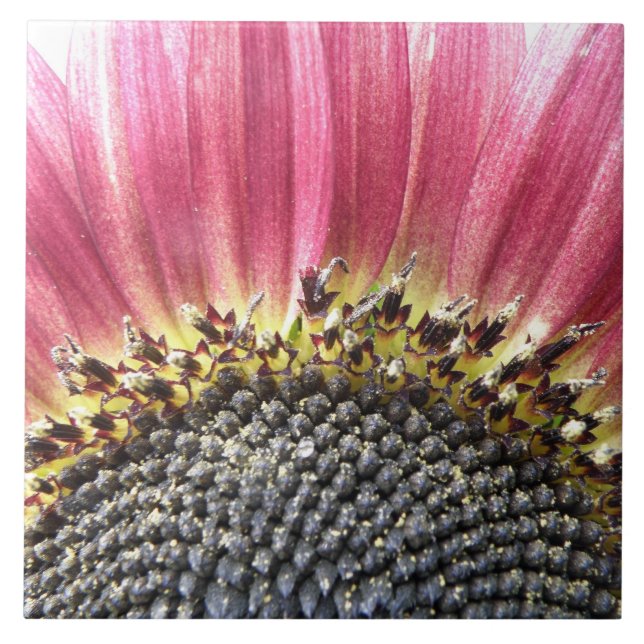 Carreau Belle Tile De Tournesol Rose (Devant)