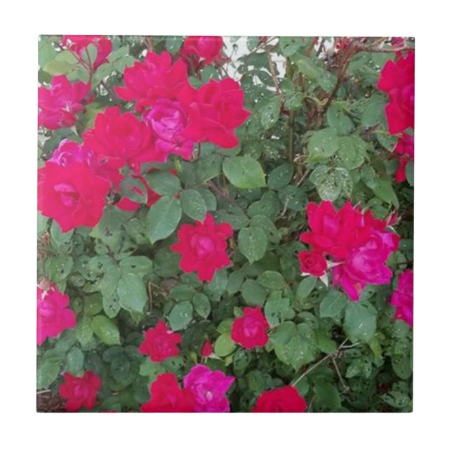 Carreau Belles Fleurs (Devant)