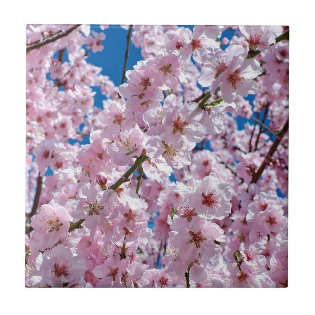 Carreau Belles fleurs de cerisiers de printemps (Devant)