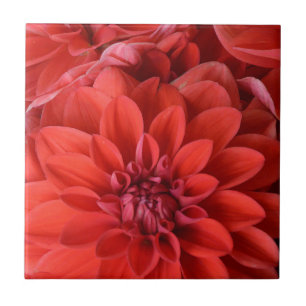 Carreau Belles fleurs de dahlia rouge