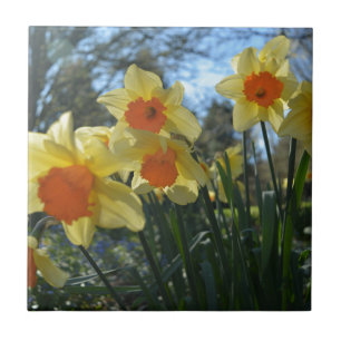 Carreau Belles fleurs de jonquilles jaunes et oranges de p