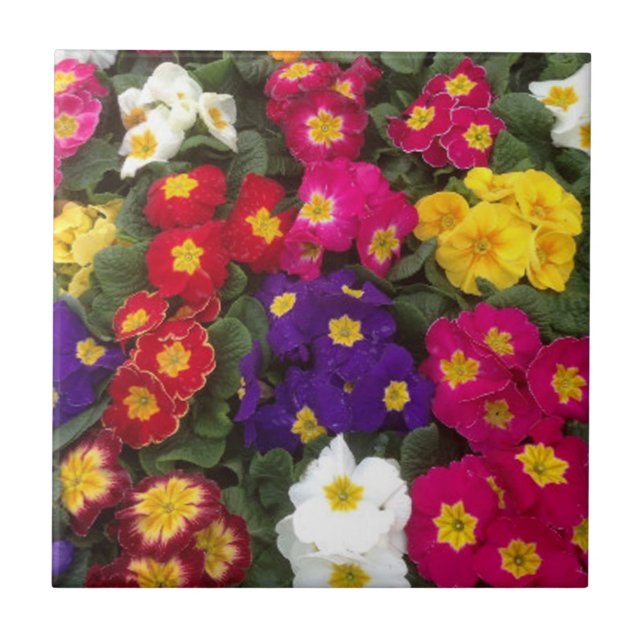 Carreau Belles fleurs de Polyanthus lumineuses (Devant)