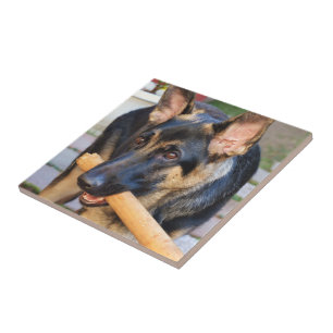 Carreau berger allemand par Shirley Taylor