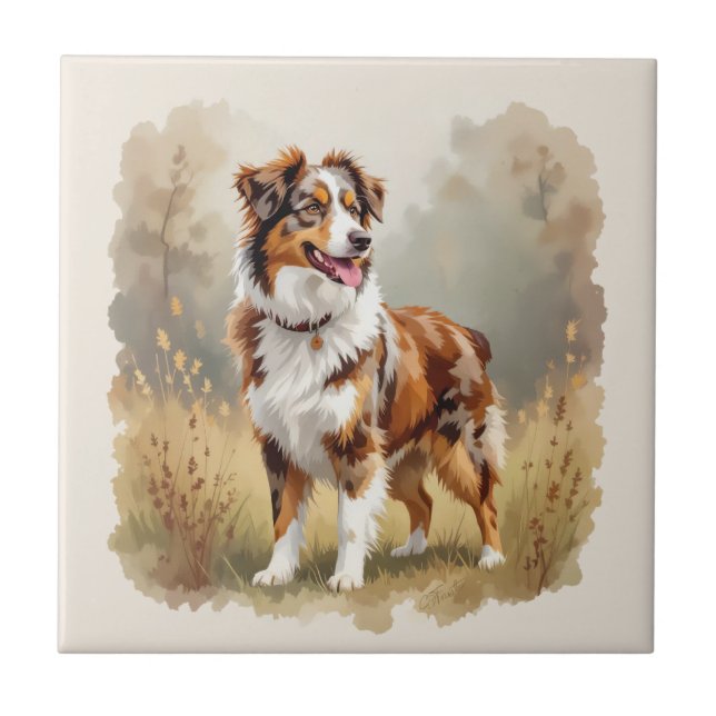 Carreau Berger Australien Red Merle (Devant)