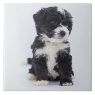 Carreau BERNEDOODLE AMOUR, ANIMAL, Chien, Meilleur Ami